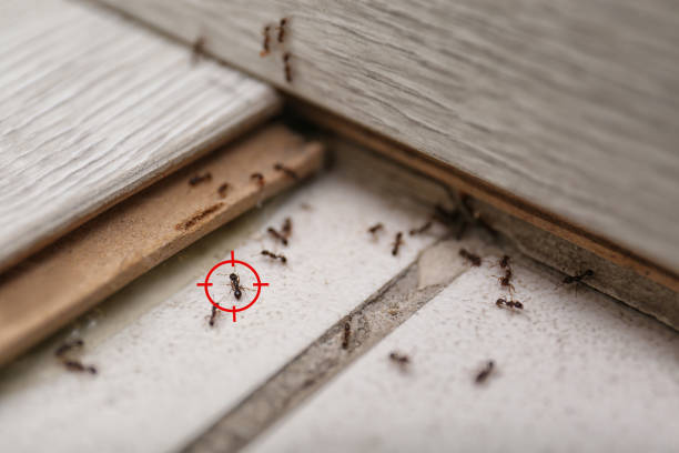 Best Affordable Pest Control Services  in Brookneal, VA