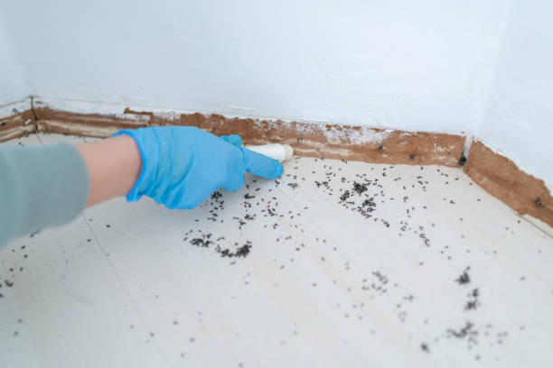 Best Insect Control  in Brookneal, VA